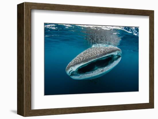 Whale shark feeding close to fishermen's boats, Indonesia-Magnus Lundgren-Framed Photographic Print