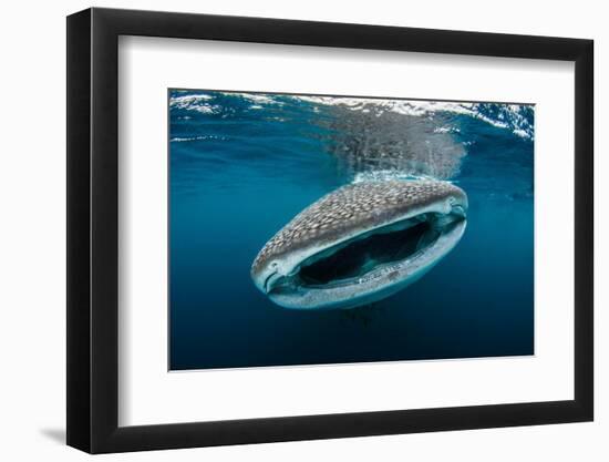 Whale shark feeding close to fishermen's boats, Indonesia-Magnus Lundgren-Framed Photographic Print