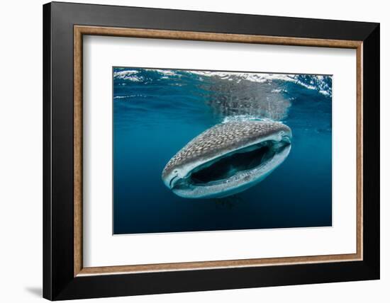 Whale shark feeding close to fishermen's boats, Indonesia-Magnus Lundgren-Framed Photographic Print