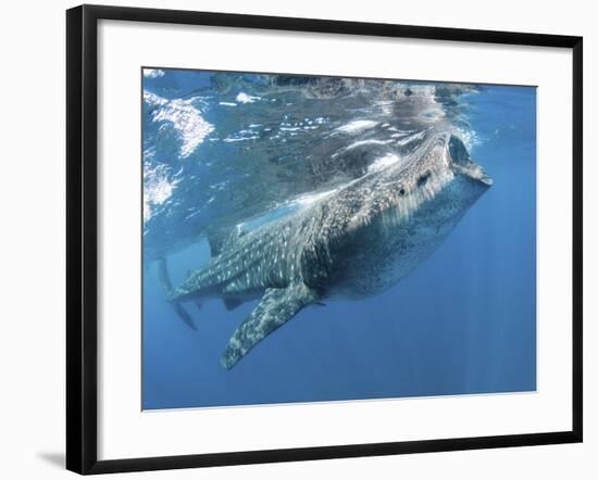 Whale Shark Feeding Off Coast of Isla Mujeres, Mexico-null-Framed Photographic Print