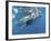 Whale Shark Feeding Off Coast of Isla Mujeres, Mexico-null-Framed Photographic Print