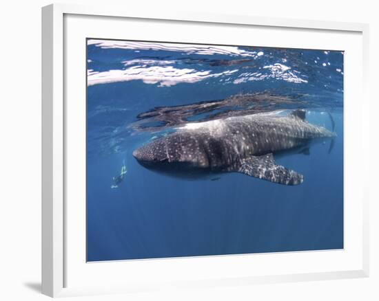 Whale Shark Feeding Off Coast of Isla Mujeres, Mexico-null-Framed Photographic Print