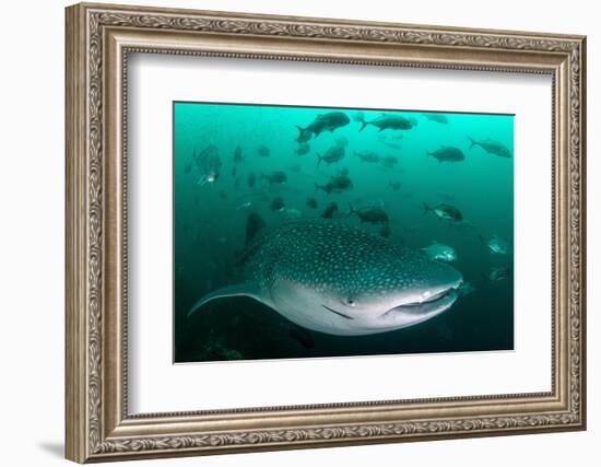 Whale shark feeding on zooplankton, Thailand-Sirachai Arunrugstichai-Framed Photographic Print