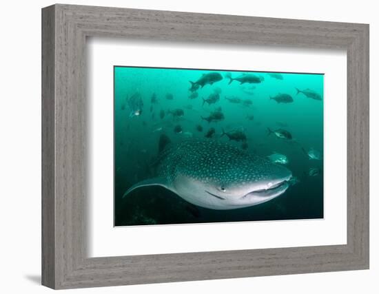 Whale shark feeding on zooplankton, Thailand-Sirachai Arunrugstichai-Framed Photographic Print