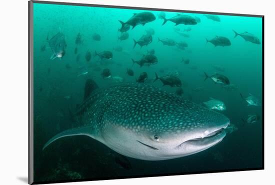 Whale shark feeding on zooplankton, Thailand-Sirachai Arunrugstichai-Mounted Photographic Print