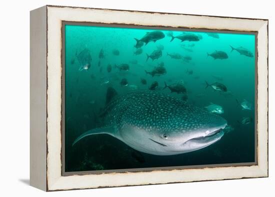 Whale shark feeding on zooplankton, Thailand-Sirachai Arunrugstichai-Framed Premier Image Canvas