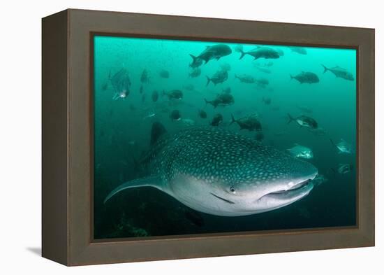 Whale shark feeding on zooplankton, Thailand-Sirachai Arunrugstichai-Framed Premier Image Canvas