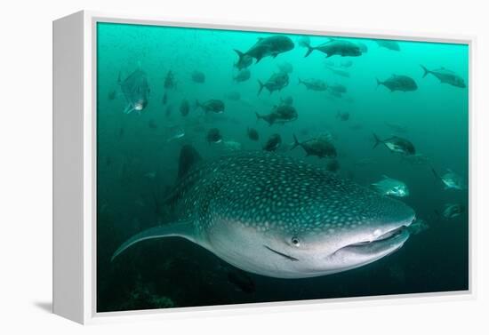 Whale shark feeding on zooplankton, Thailand-Sirachai Arunrugstichai-Framed Premier Image Canvas