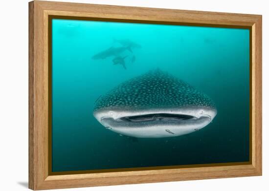 Whale shark feeding on zooplankton, Thailand-Sirachai Arunrugstichai-Framed Premier Image Canvas