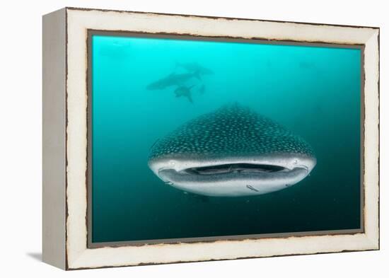 Whale shark feeding on zooplankton, Thailand-Sirachai Arunrugstichai-Framed Premier Image Canvas