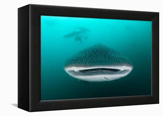 Whale shark feeding on zooplankton, Thailand-Sirachai Arunrugstichai-Framed Premier Image Canvas