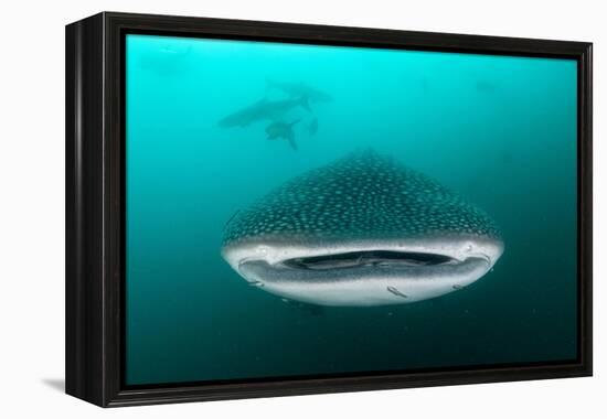 Whale shark feeding on zooplankton, Thailand-Sirachai Arunrugstichai-Framed Premier Image Canvas