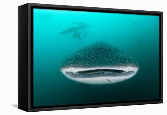 Whale shark feeding on zooplankton, Thailand-Sirachai Arunrugstichai-Framed Premier Image Canvas