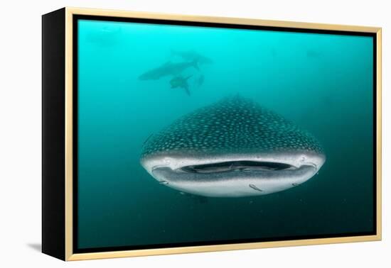 Whale shark feeding on zooplankton, Thailand-Sirachai Arunrugstichai-Framed Premier Image Canvas