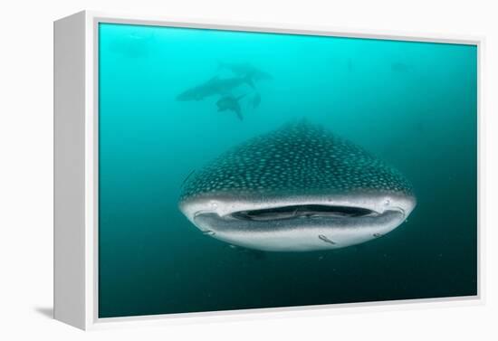 Whale shark feeding on zooplankton, Thailand-Sirachai Arunrugstichai-Framed Premier Image Canvas