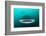 Whale shark feeding on zooplankton, Thailand-Sirachai Arunrugstichai-Framed Photographic Print