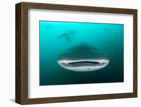 Whale shark feeding on zooplankton, Thailand-Sirachai Arunrugstichai-Framed Photographic Print
