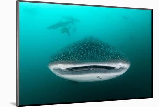 Whale shark feeding on zooplankton, Thailand-Sirachai Arunrugstichai-Mounted Photographic Print