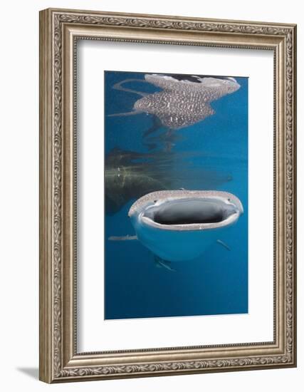 Whale Shark Filter Feeding-Reinhard Dirscherl-Framed Photographic Print