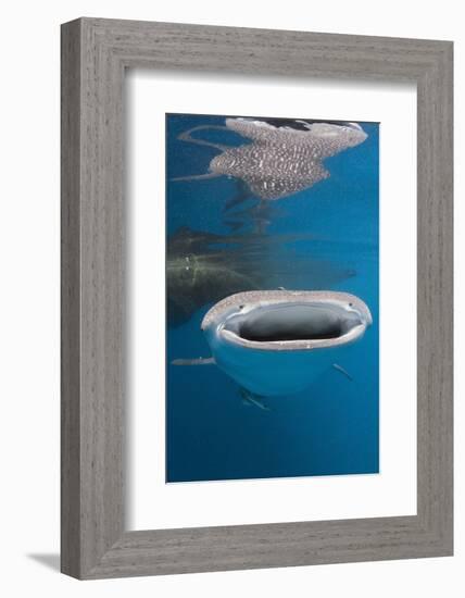 Whale Shark Filter Feeding-Reinhard Dirscherl-Framed Photographic Print