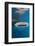 Whale Shark Filter Feeding-Reinhard Dirscherl-Framed Photographic Print