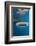 Whale Shark Filter Feeding-Reinhard Dirscherl-Framed Photographic Print