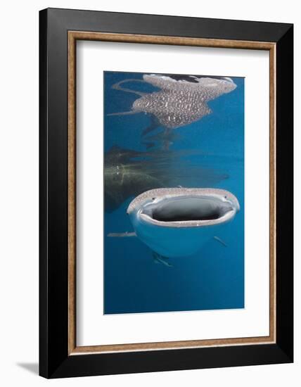 Whale Shark Filter Feeding-Reinhard Dirscherl-Framed Photographic Print