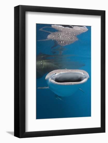 Whale Shark Filter Feeding-Reinhard Dirscherl-Framed Photographic Print