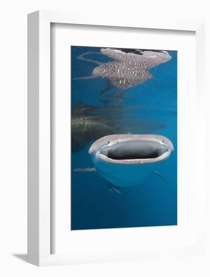 Whale Shark Filter Feeding-Reinhard Dirscherl-Framed Photographic Print