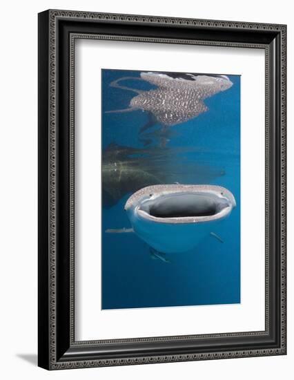 Whale Shark Filter Feeding-Reinhard Dirscherl-Framed Photographic Print