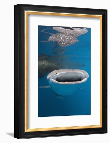 Whale Shark Filter Feeding-Reinhard Dirscherl-Framed Photographic Print