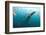 Whale shark Galapagos Islands, Darwin Island and Arch-Michele Westmorland-Framed Photographic Print