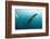 Whale shark Galapagos Islands, Darwin Island and Arch-Michele Westmorland-Framed Photographic Print