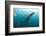 Whale shark Galapagos Islands, Darwin Island and Arch-Michele Westmorland-Framed Photographic Print