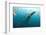 Whale shark Galapagos Islands, Darwin Island and Arch-Michele Westmorland-Framed Photographic Print