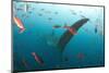 Whale shark Galapagos Islands, Darwin Island and Arch-Michele Westmorland-Mounted Photographic Print
