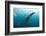 Whale shark Galapagos Islands, Darwin Island and Arch-Michele Westmorland-Framed Photographic Print