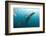 Whale shark Galapagos Islands, Darwin Island and Arch-Michele Westmorland-Framed Photographic Print