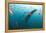 Whale shark Galapagos Islands, Darwin Island and Arch-Michele Westmorland-Framed Premier Image Canvas