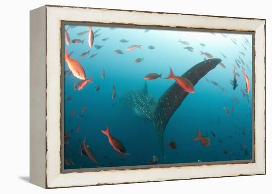 Whale shark Galapagos Islands, Darwin Island and Arch-Michele Westmorland-Framed Premier Image Canvas