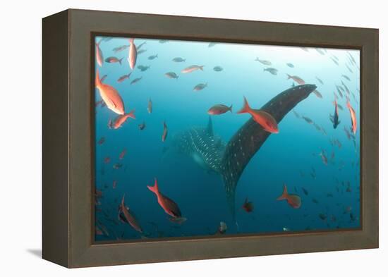 Whale shark Galapagos Islands, Darwin Island and Arch-Michele Westmorland-Framed Premier Image Canvas