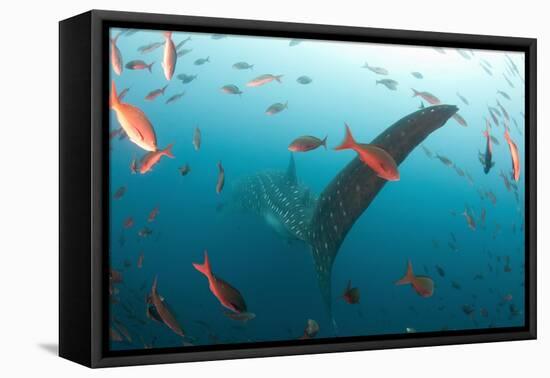 Whale shark Galapagos Islands, Darwin Island and Arch-Michele Westmorland-Framed Premier Image Canvas