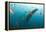 Whale shark Galapagos Islands, Darwin Island and Arch-Michele Westmorland-Framed Premier Image Canvas