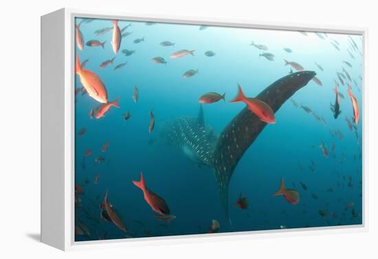 Whale shark Galapagos Islands, Darwin Island and Arch-Michele Westmorland-Framed Premier Image Canvas