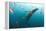 Whale shark Galapagos Islands, Darwin Island and Arch-Michele Westmorland-Framed Premier Image Canvas