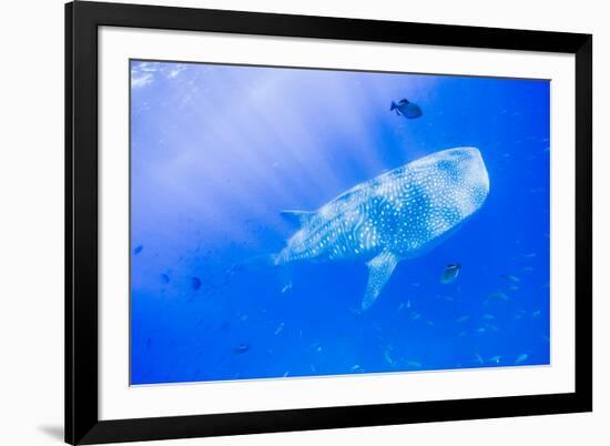 Whale Shark, Galapagos Islands National Park, Ecuador-Stuart Westmorland-Framed Photographic Print