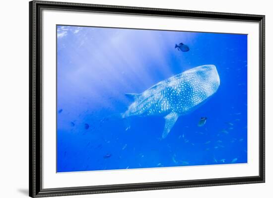 Whale Shark, Galapagos Islands National Park, Ecuador-Stuart Westmorland-Framed Photographic Print