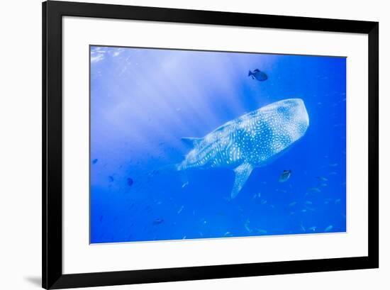 Whale Shark, Galapagos Islands National Park, Ecuador-Stuart Westmorland-Framed Photographic Print