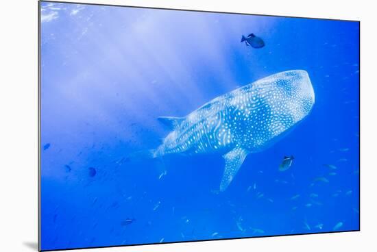 Whale Shark, Galapagos Islands National Park, Ecuador-Stuart Westmorland-Mounted Photographic Print