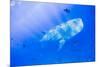 Whale Shark, Galapagos Islands National Park, Ecuador-Stuart Westmorland-Mounted Photographic Print